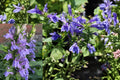 Blue Lobelia Live Plant – 2–5" Tall, 3" Pot – Lobelia erinus