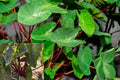 Hawaiian Punch Colocasia Live Plant – 1 Starter Plant – Colocasia esculenta