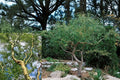 Corkscrew Willow 2 Live Tree Cuttings – Curly Branches & Leaves