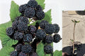 Jewel Black Raspberry Live Rooted Starter Plant – Rubus occidentalis
