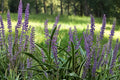 20 Liriope Bare Root Plants – 4–8" Lilyturf Monkey Grass
