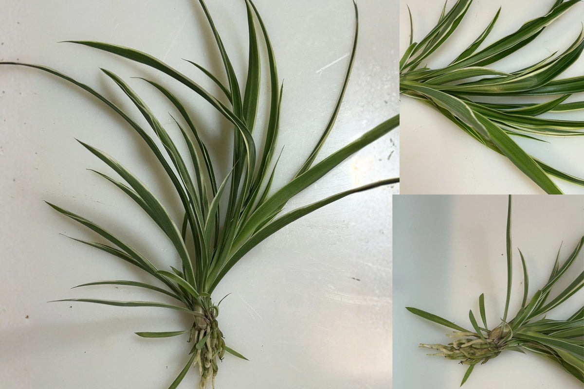 3 Rooted Spider Plant Babies – Chlorophytum Live Bare Root Houseplants