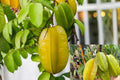 Starfruit Live Plant 1 Gallon – Carambola Fruit Tree (Averrhoa carambola)