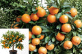 Meiwa Kumquat Live Plant – 3–6" Bare Root Citrus Tree – Citrus japonica