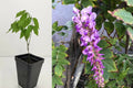 Amethyst Falls Wisteria Live Plant – 1 Plant – Approx. 5" Tall