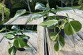 Philodendron Silver Stripe Live Plant – 4" Pot – Climbing Houseplant