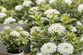 Ixora 'Thai Snow' Live Flowering Plant – 4–8" Tall – No Pot