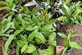 Longevity Spinach Live Starter Plant – Gynura procumbens