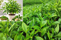 Tea Tree Live Plant – 6 Inch Pot – Melaleuca alternifolia Evergreen Shrub