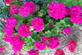 Magenta Geranium 3 Cuttings – 6 Inch Fresh Live Plant Cuttings