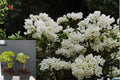 Key West White Bougainvillea Live Starter Plant – Bougainvillea