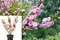 Flowering Almond Live Plant – 1 Plant in 4-Inch Pot