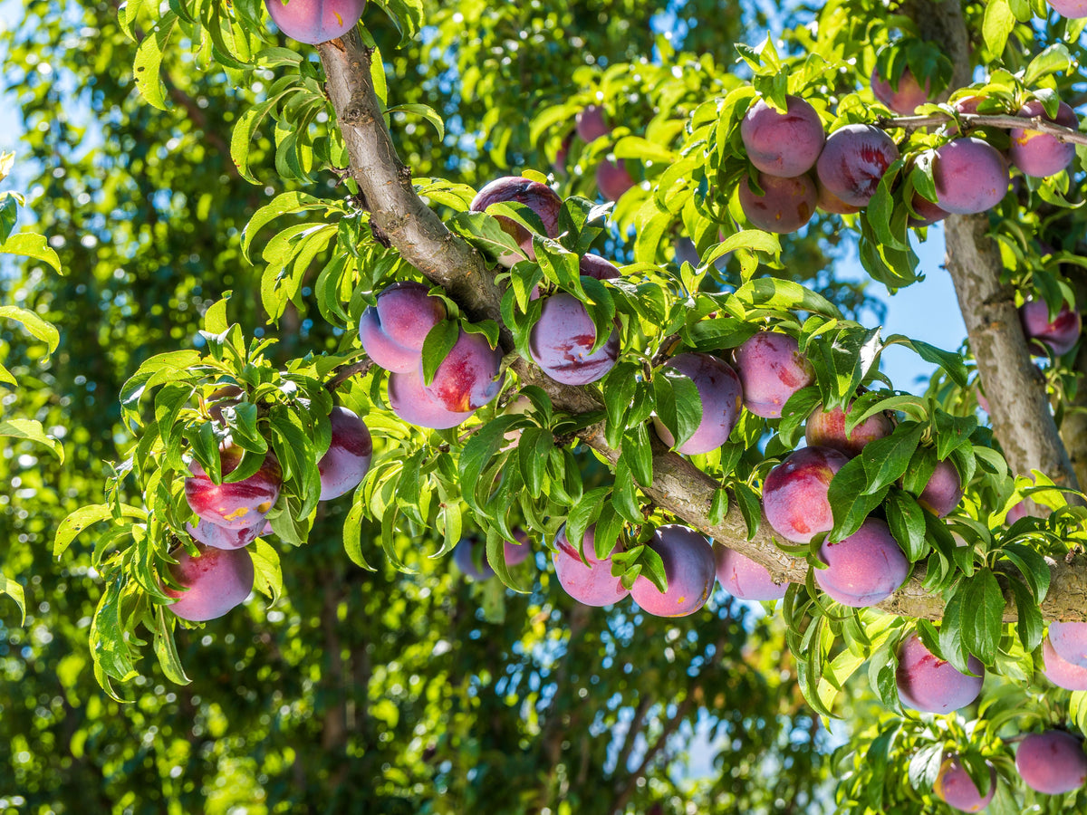Plum Tree 'Methley'