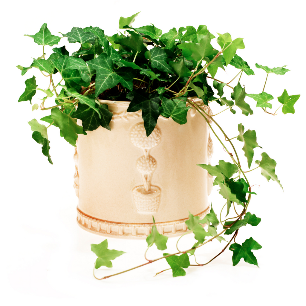 English Ivy