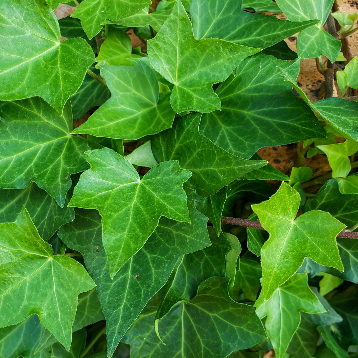 English Ivy