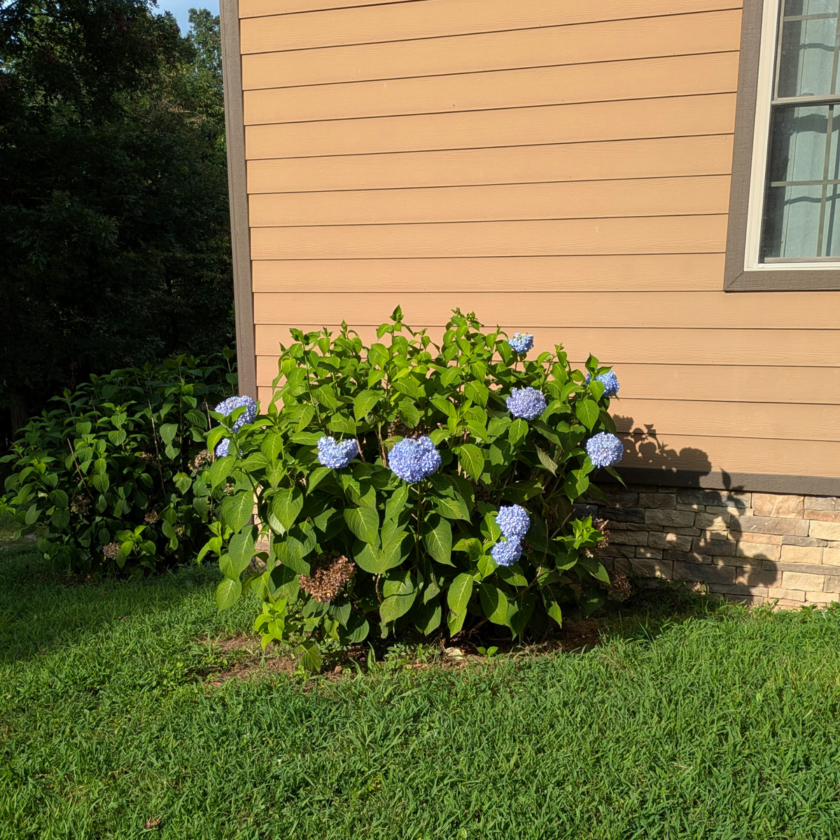 Hydrangea  'Nikko Blue'
