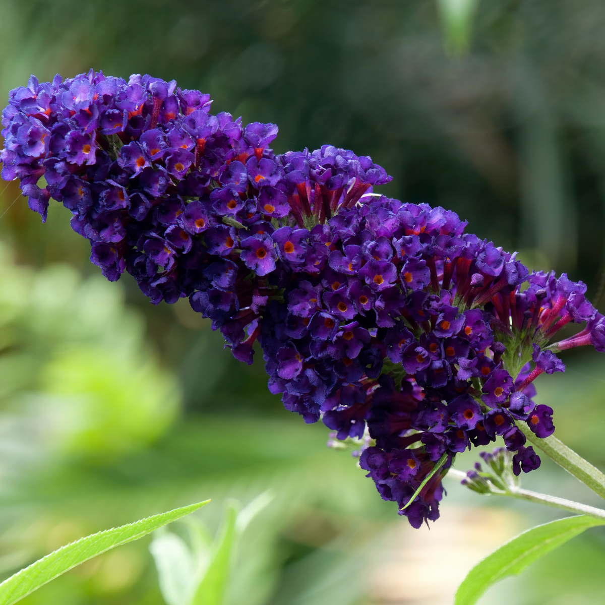 Butterfly Bush Black Knight