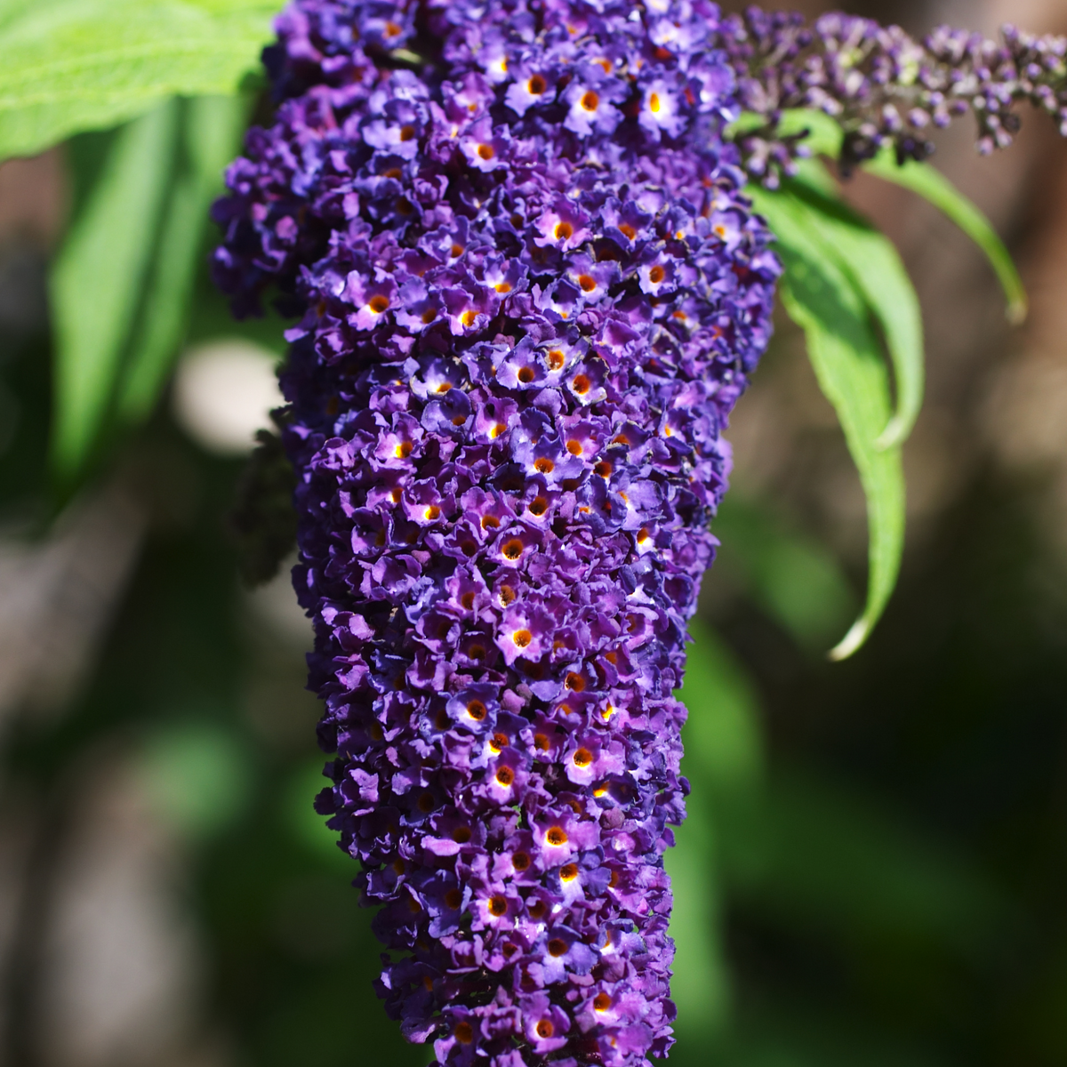 Butterfly Bush Black Knight