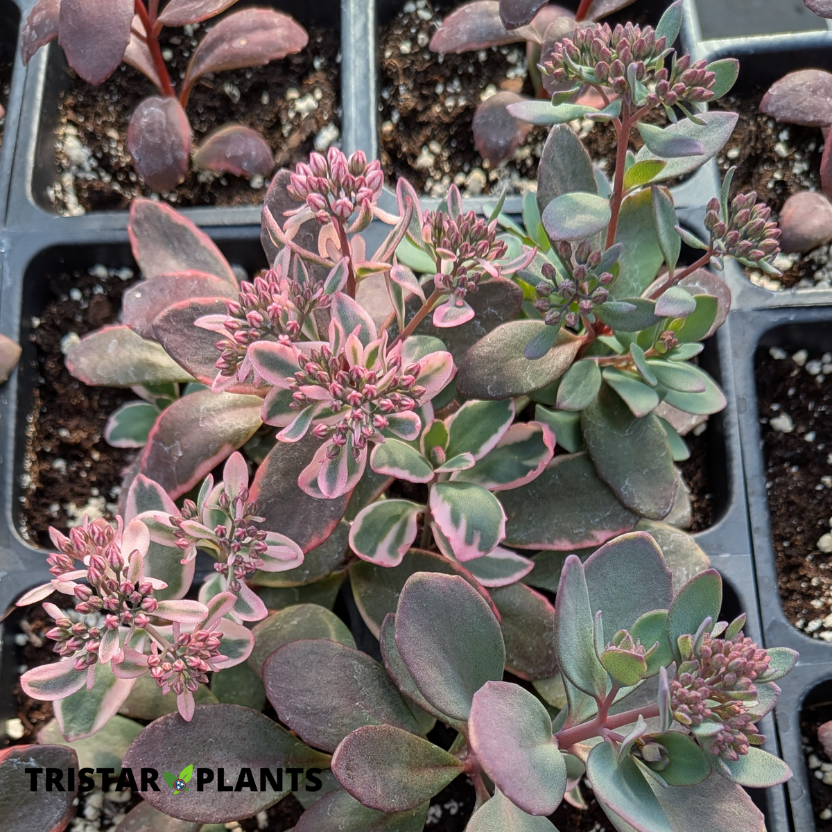 Sun Sparkler Dream Dazzler Sedum