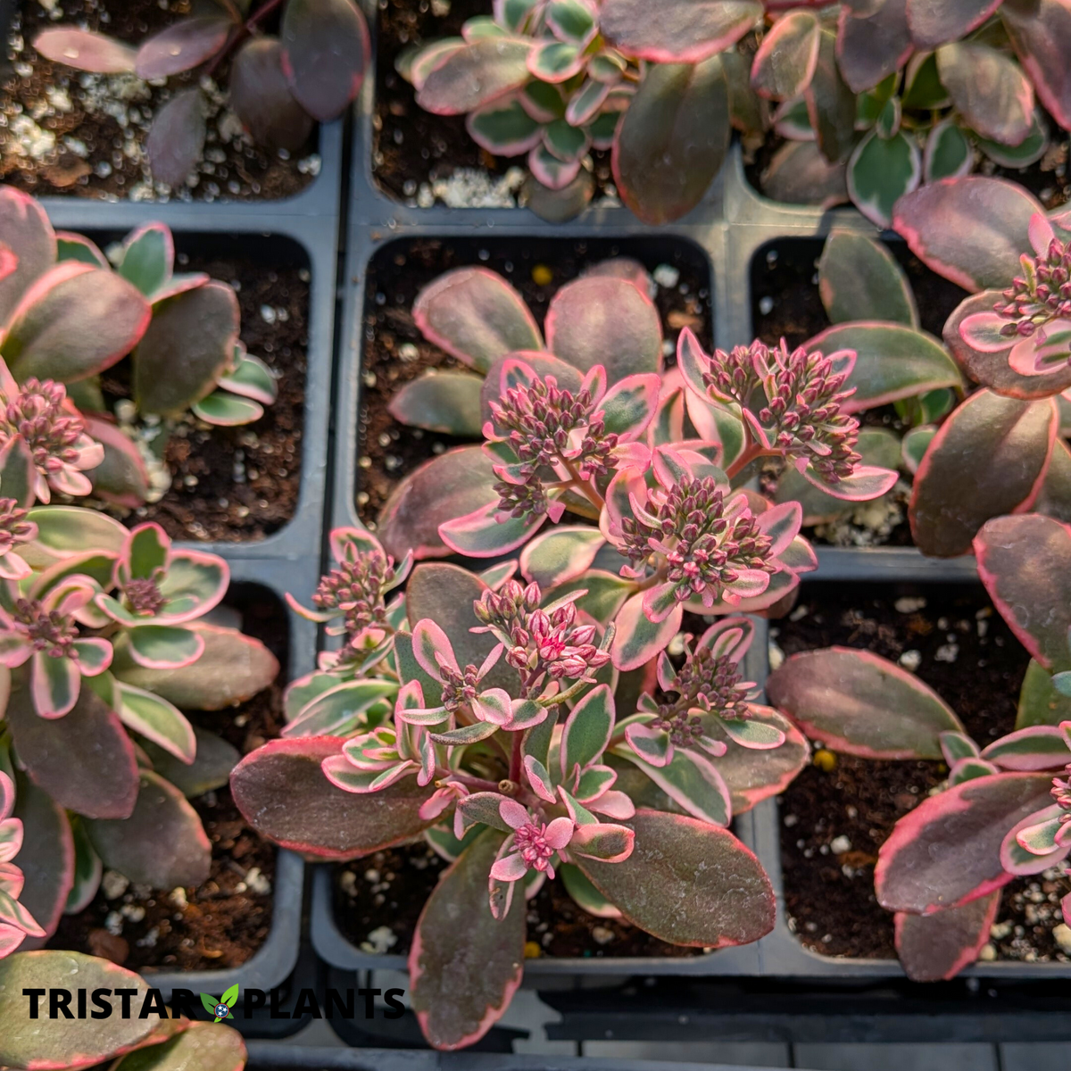 Sun Sparkler Dream Dazzler Sedum