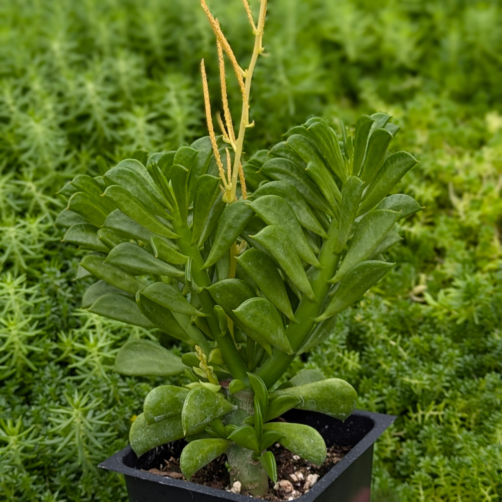 Winged Peperomia 'Peperomia axillaris'