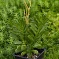 Winged Peperomia 'Peperomia axillaris'