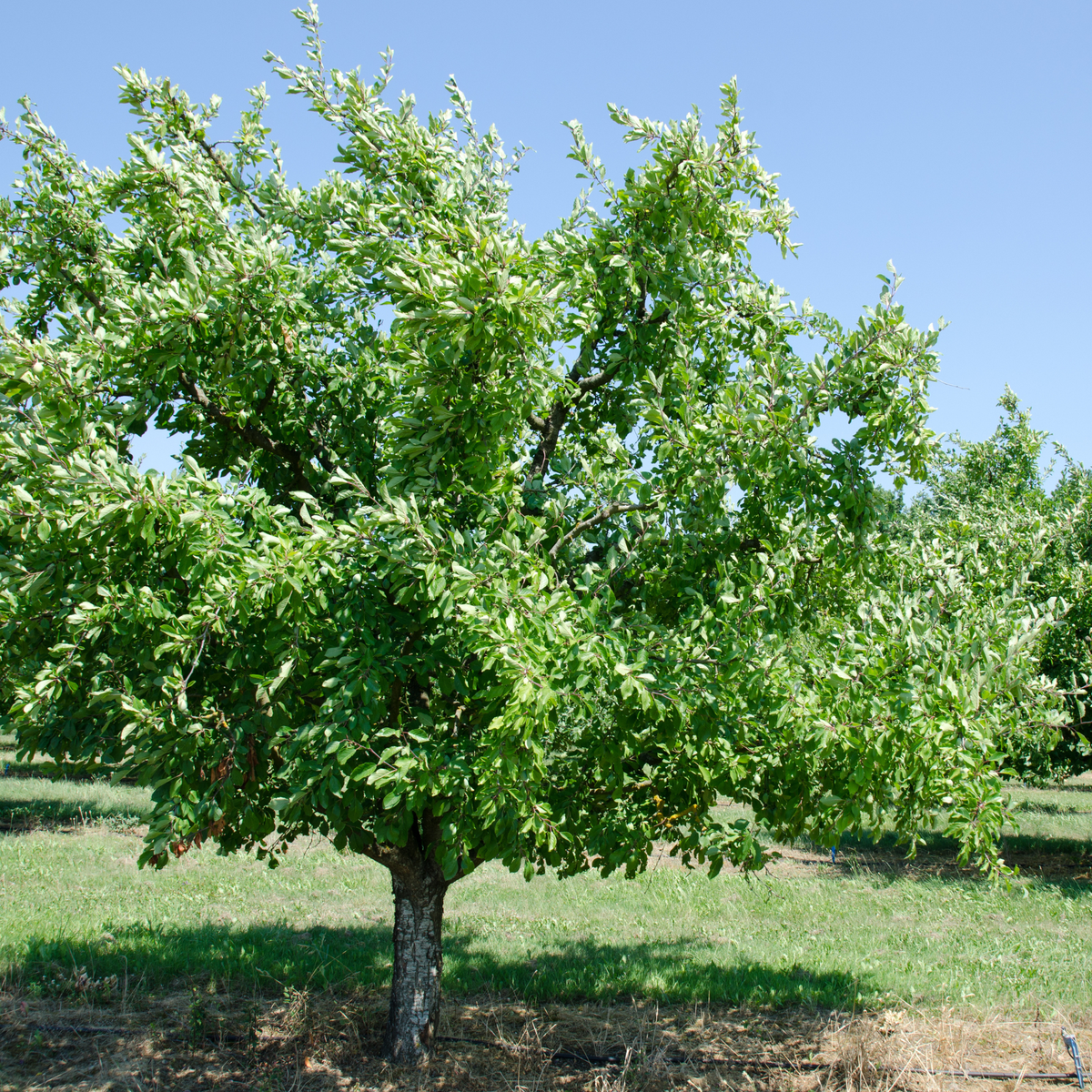Beauty Plum Tree