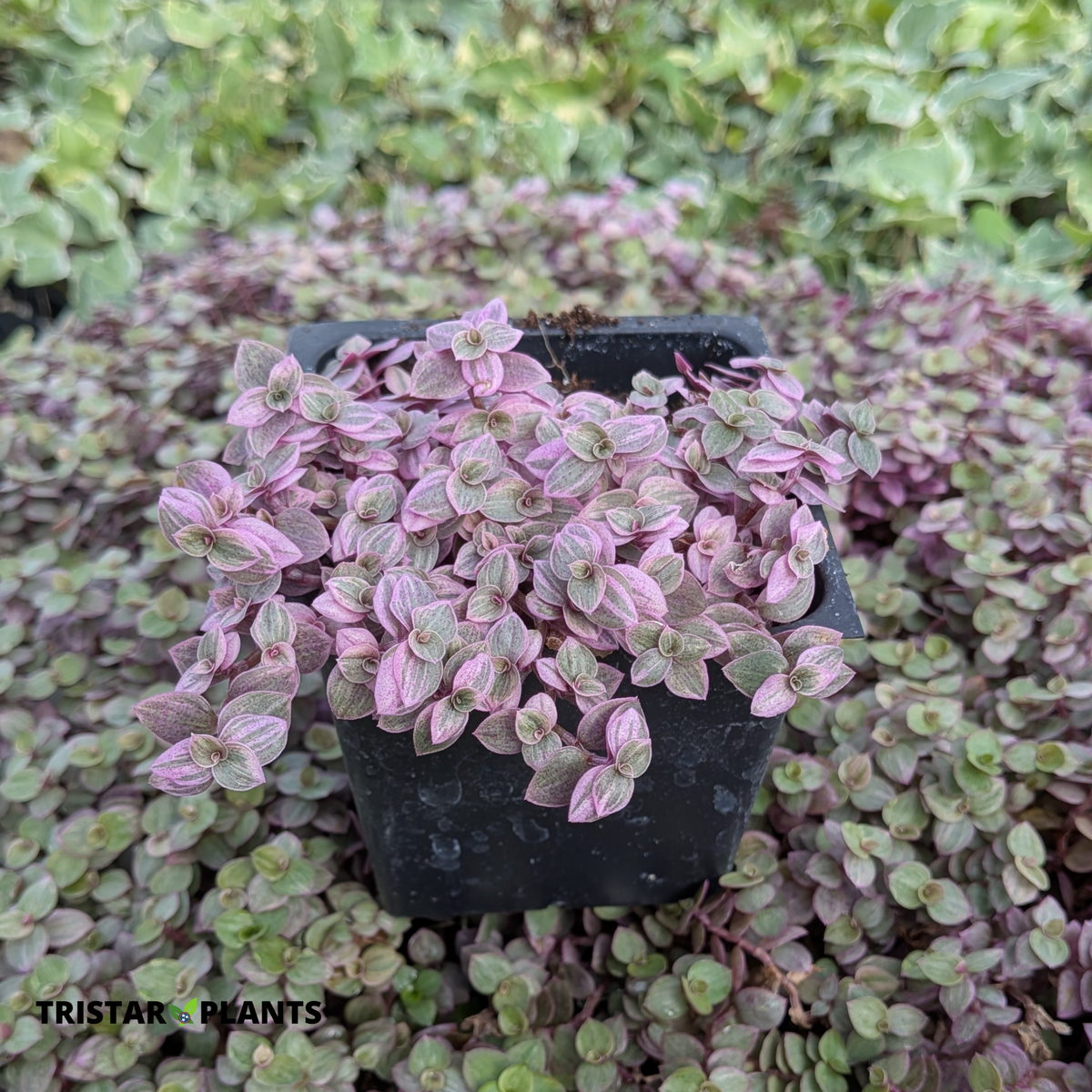 Callisia repens ‘Pink Panther’