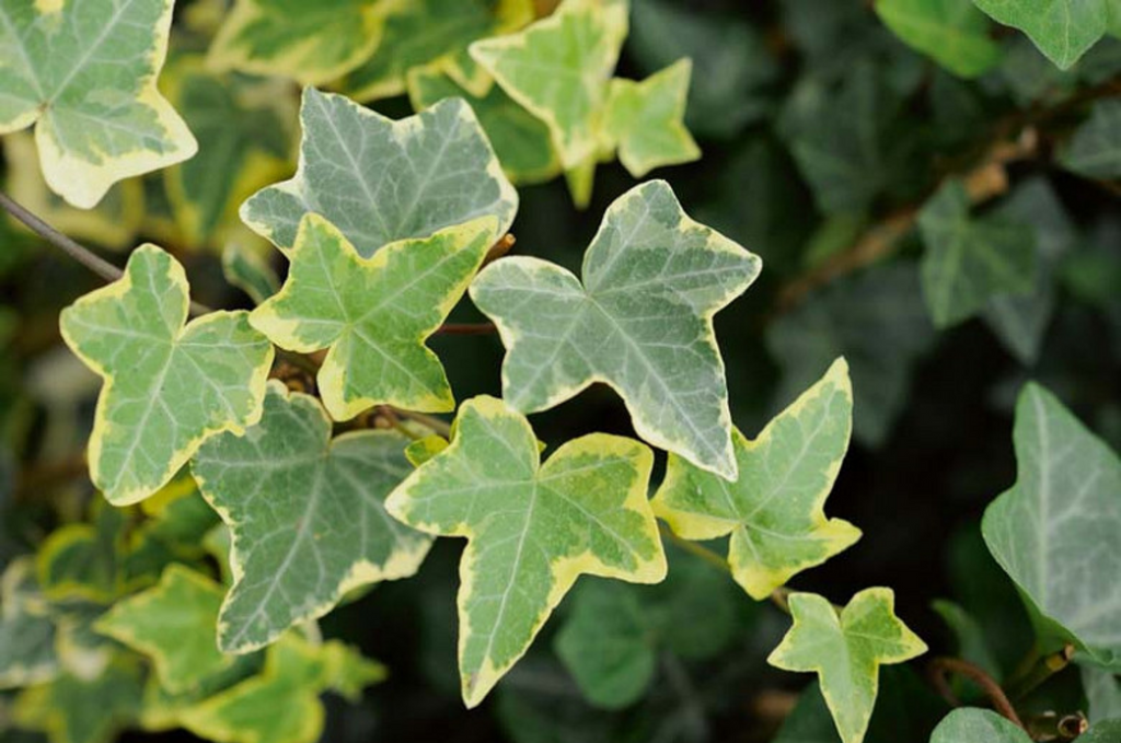 English Ivy 'Goldchild'