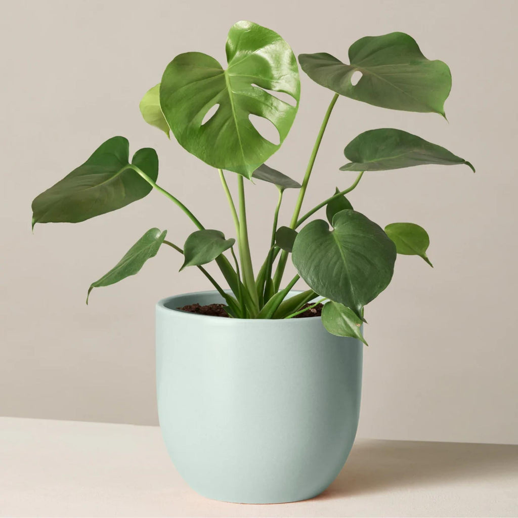 Monstera Deliciosa - Swiss Cheese Plant