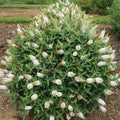 Butterfly Bush 'White Profusion'