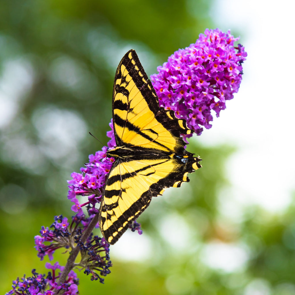 Butterfly Bush 'Royal Red'