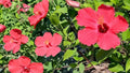1 Red Althea Rose of Sharon Starter Plant 12–24 Inches – Hibiscus syriacus