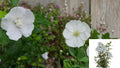 2 Gal. White Pillar Rose of Sharon Plant – Hibiscus syriacus