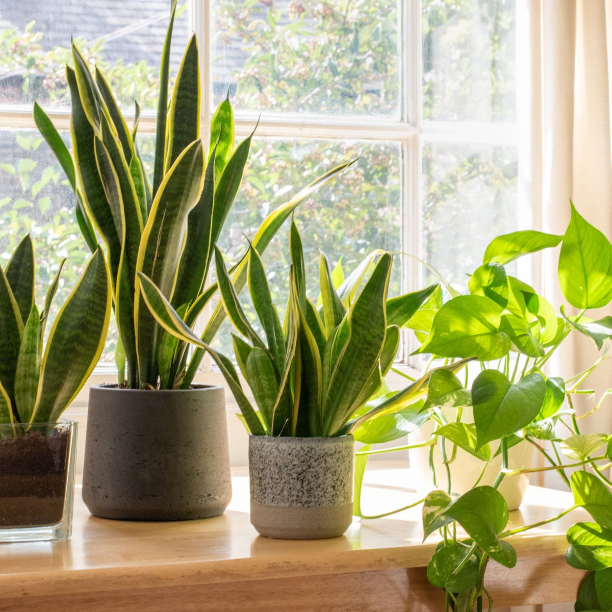 Snake Plant - Dracaena Trifasciata