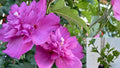 Double Magenta Rose of Sharon Live Plant – Hibiscus syriacus