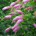 Butterfly Bush 'Pink Delight'