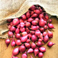 Onion Sets  'Karmen Red'