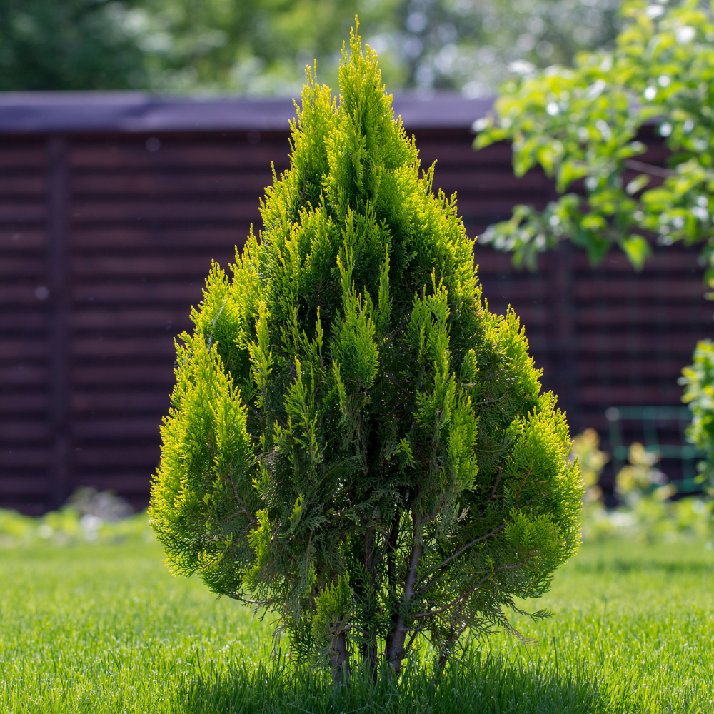 Thuja Green Giant Arborvitae