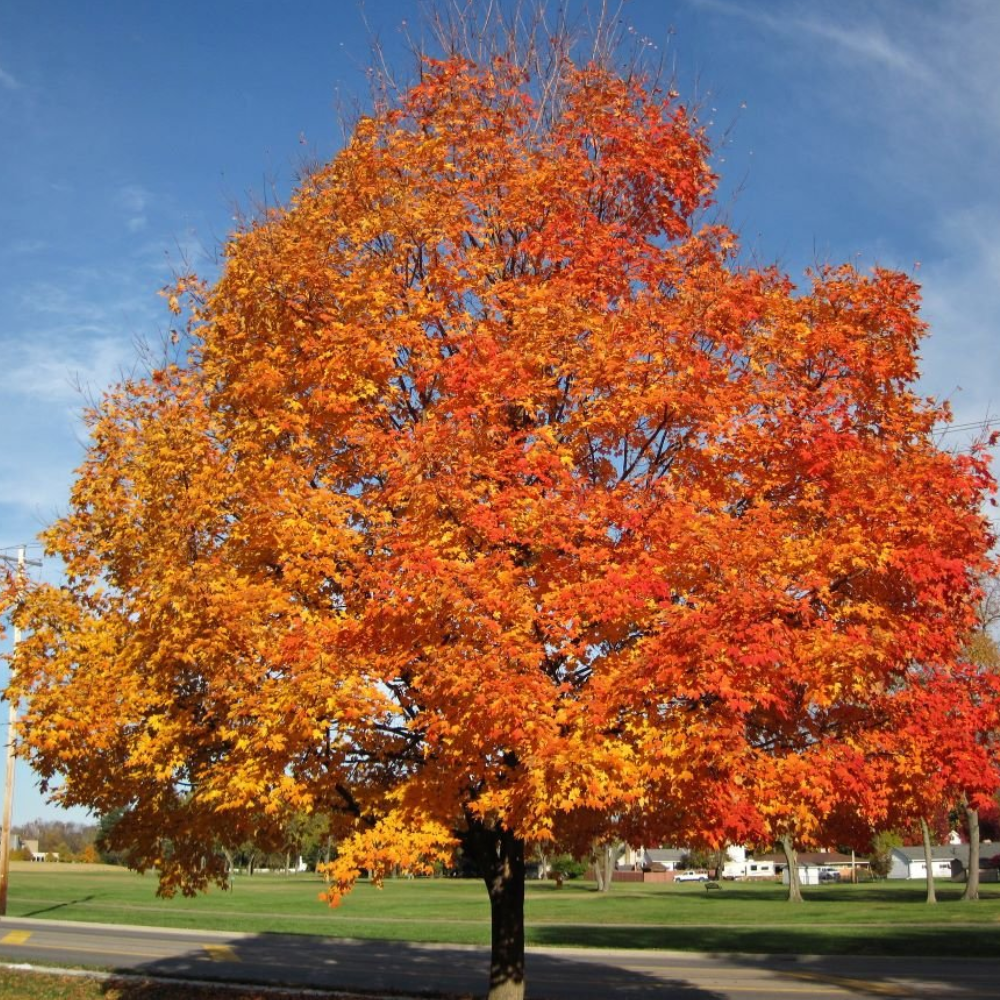 Maple 'Silver Maple'