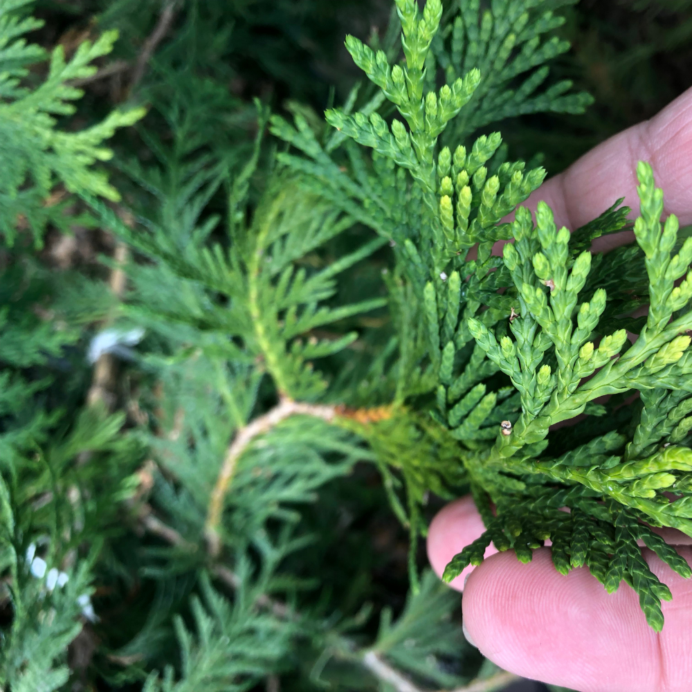 Thuja Green Giant Arborvitae