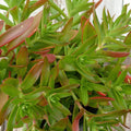 crassula capitella campfire