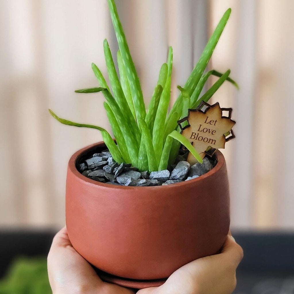 Aloe Vera Plant