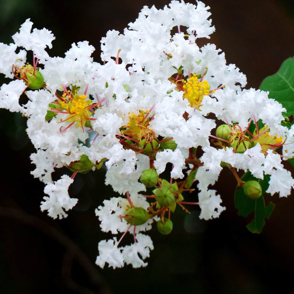 Crape Myrtle 'Sarah's Favorite'