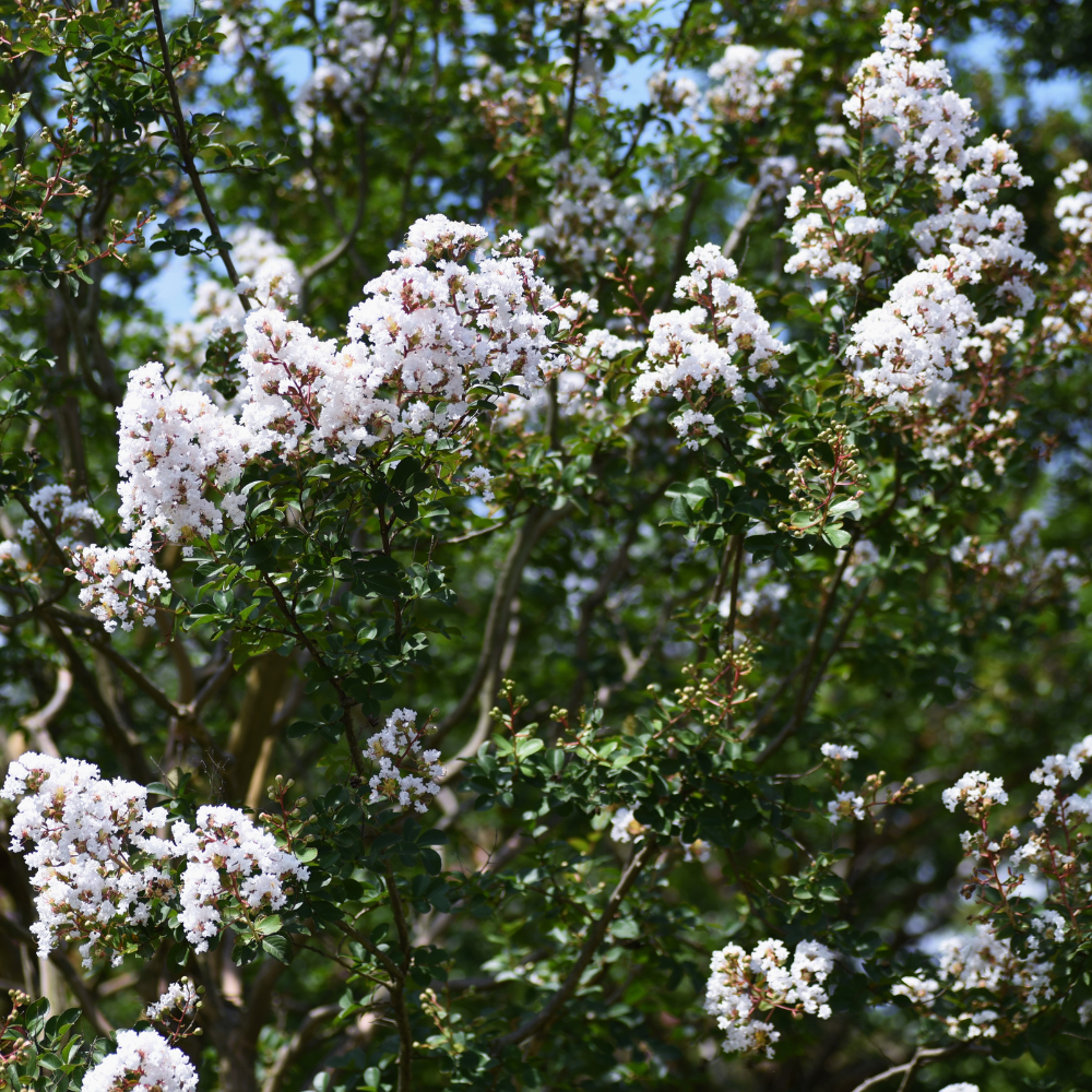 Crape Myrtle 'Sarah's Favorite'