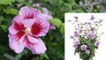 2 Gal. Purple Pillar Rose of Sharon Plant – Hibiscus syriacus