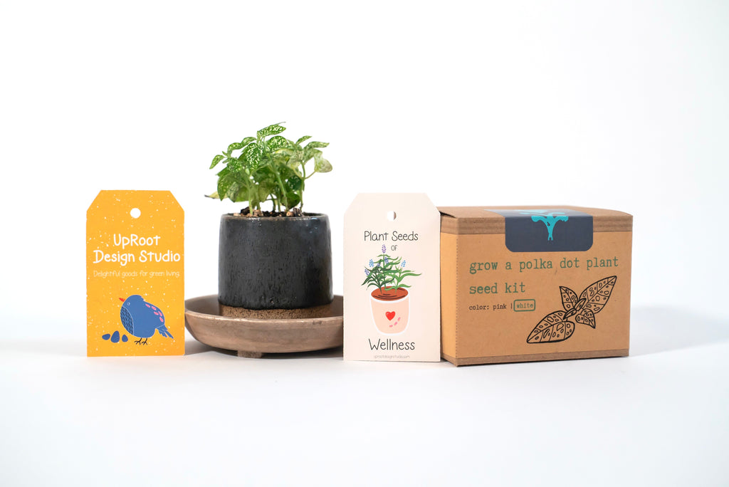 "Festive Garden" Gift Box: Chai, Stickers, Evergreen Candle, Cards, Meditations, Journal, Herbal Tea + White Polka-Dot Growing Kits (Winter Dreaming)