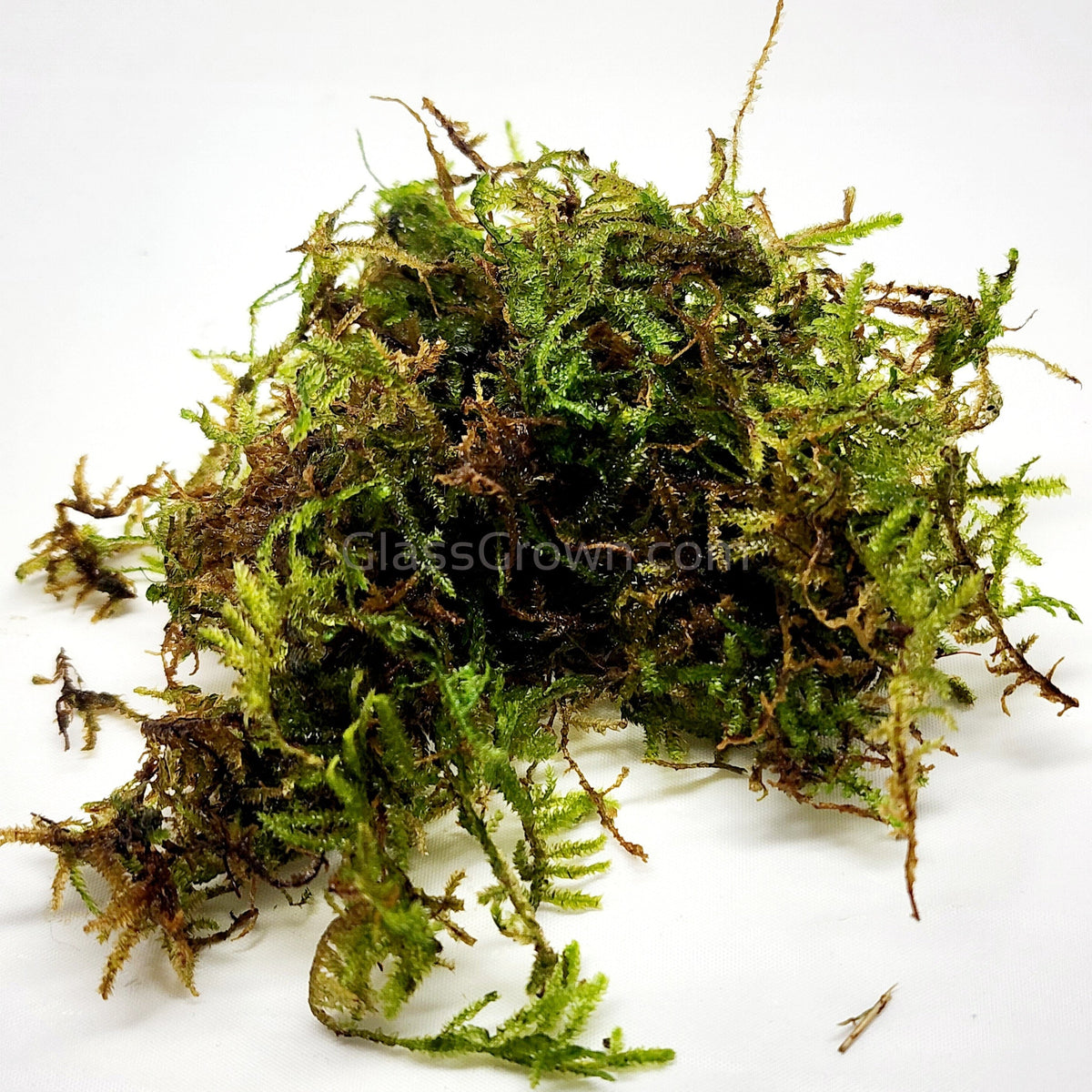 Christmas Moss 2oz Portion