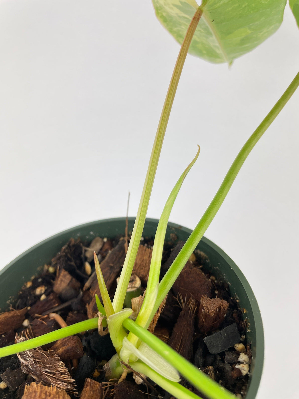Variegated Philodendron Burle Marx