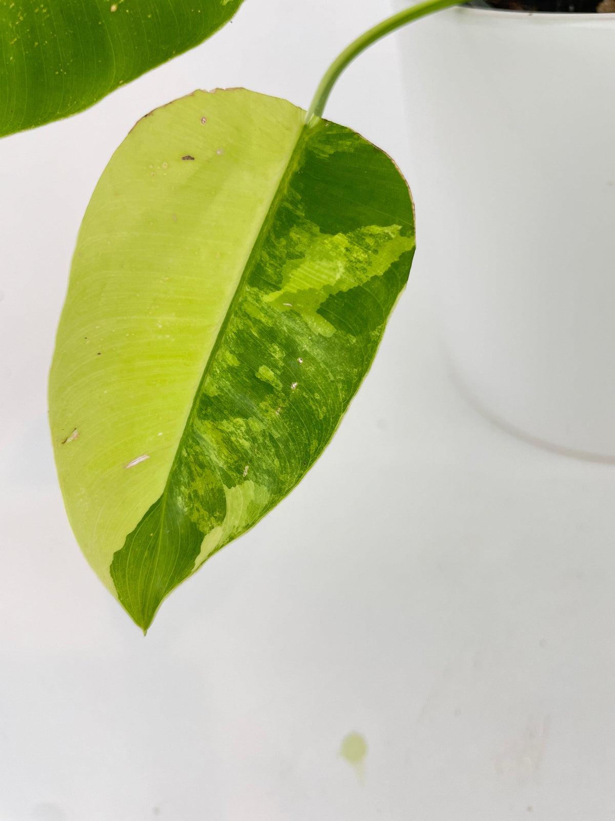 Variegated Philodendron Burle Marx